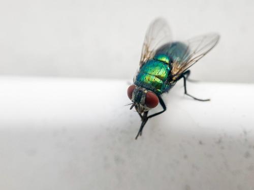 Lucilia sericata